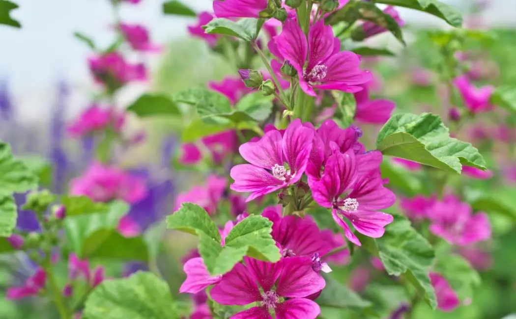 Ślazówka – interesujący kwiat do twojego ogrodu