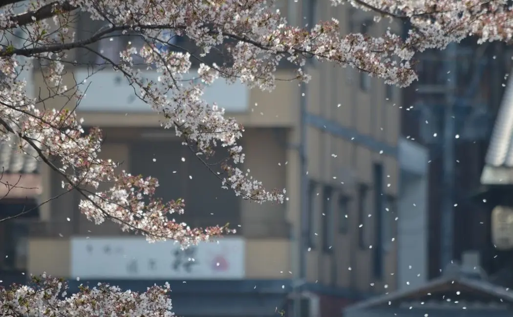 Dalia Sukura Fubuki – piękno i romantyzm z Japonii